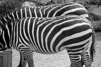  Cheyenne Mountain Zoo, Colorado Springs