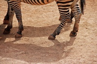  Cheyenne Mountain Zoo, Colorado Springs