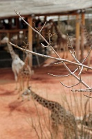  Cheyenne Mountain Zoo, Colorado Springs