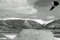  Bird in flight