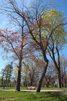  Niagara Falls State Park