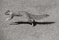  Squirrel Jump, Niagara Falls State Park