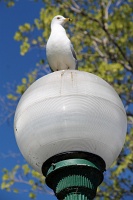  Seagull, Niagara Falls State Park