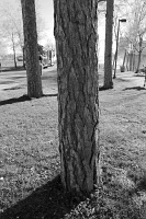  Pegged Right, Goat Island