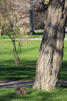  Squirrely, Goat Island