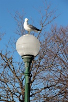  Seagull, Niagara Falls State Park