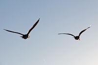  Seagulls, Niagara Falls State Park