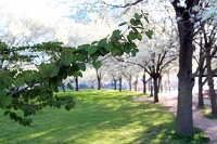  Niagara Falls State Park