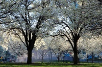  Niagara Falls State Park