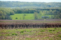  Vineyards, Western New York State