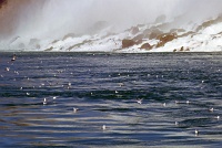  Marine bird life, Niagara Falls