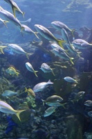  Audubon Aquarium of the Americas