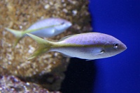  Audubon Aquarium of the Americas