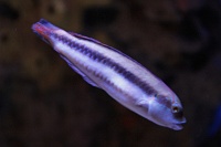  Audubon Aquarium of the Americas