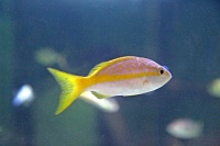  Audubon Aquarium of the Americas