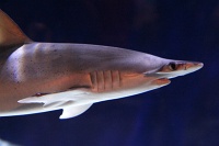  Audubon Aquarium of the Americas