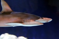  Audubon Aquarium of the Americas