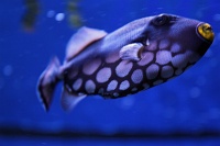  Audubon Aquarium of the Americas