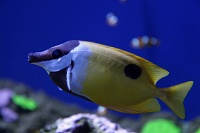  Audubon Aquarium of the Americas