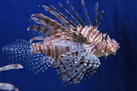  Audubon Aquarium of the Americas