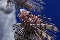  Audubon Aquarium of the Americas