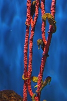  Audubon Aquarium of the Americas