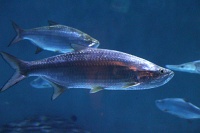  Audubon Aquarium of the Americas