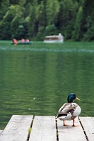  Königsee