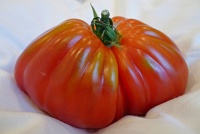  German ugly tomato