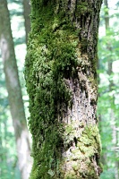  Wahkeena Trail