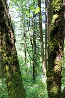  Wahkeena Trail