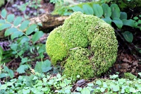  Wahkeena Trail