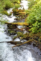  Wahkeena Falls