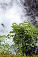  Wahkeena Falls