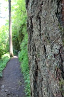  Return Trail