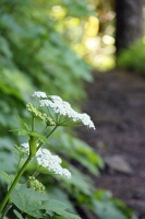  Return Trail