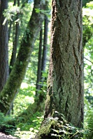  Return Trail