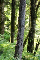  Return Trail