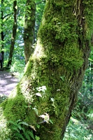  Return Trail