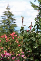  International Rose Test Garden