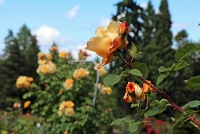  International Rose Test Garden