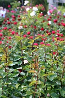  International Rose Test Garden