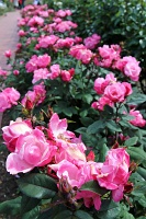  International Rose Test Garden