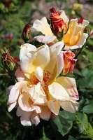  International Rose Test Garden