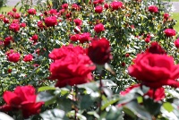  International Rose Test Garden