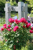  International Rose Test Garden