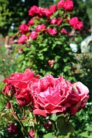  International Rose Test Garden