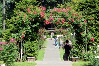  International Rose Test Garden