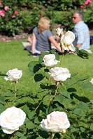 International Rose Test Garden