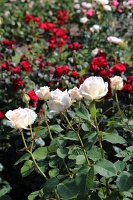 International Rose Test Garden